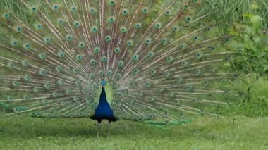 tavuskuşu tüyü detayı makroyu kapatın