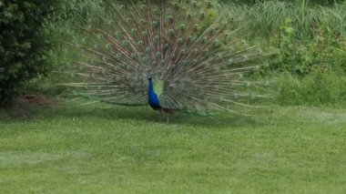tavuskuşu tüyü detayı makroyu kapatın