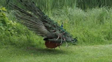 tavuskuşu tüyü detayı makroyu kapatın