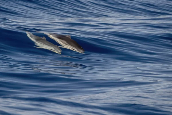 Dauphin Sauvage Rayé Sous Eau Mer Gros Plan — Photo