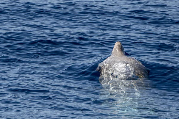 가까이 지하의 리구리아 바다에서 부리를 긴수염고래 — 스톡 사진