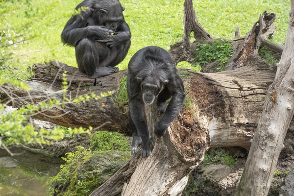 チンパンジー猿は肖像画を閉じます — ストック写真