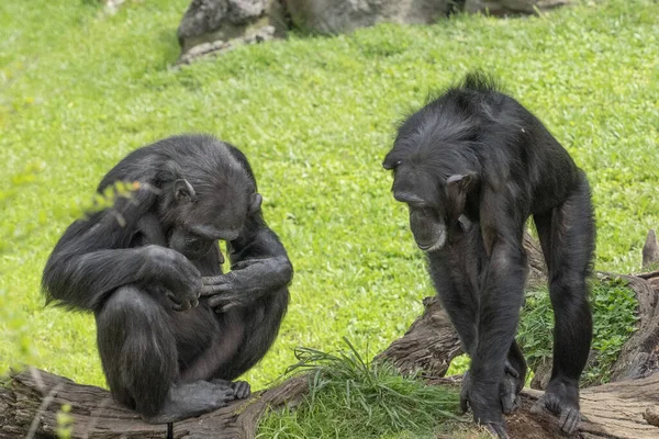 Opice Opice Šimpanzí Zblízka Portrét — Stock fotografie
