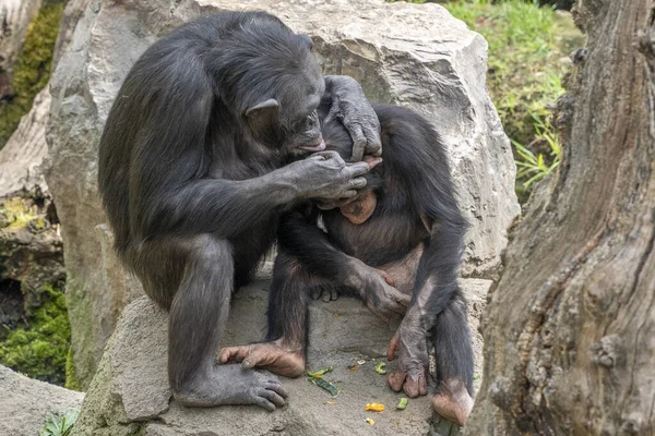 Mono Mono Chimpancé Mientras Aseo — Foto de Stock