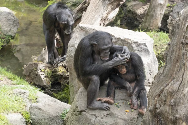 Macaco Chimpanzé Enquanto Prepara — Fotografia de Stock