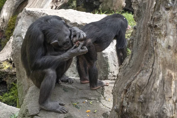 Schimpansenaffe Beim Fellpflege — Stockfoto