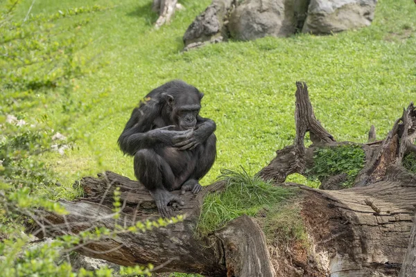 Mono Mono Chimpancé Primer Plano Retrato — Foto de Stock