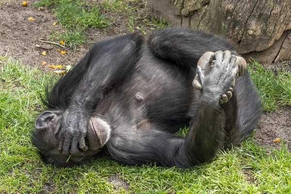 Monyet Kera Simpanse Menutup Potret — Stok Foto