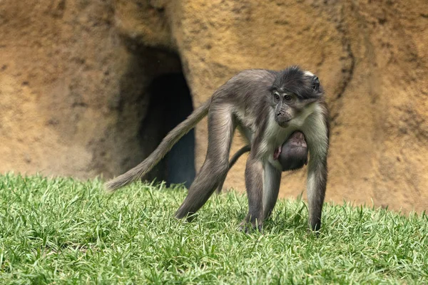 Mangabey Małpa Małpa Matka Syn Portret — Zdjęcie stockowe