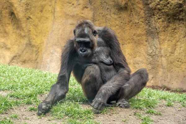 Gorilla Ape Mopnkey Mammal Portrait View — Stock Photo, Image
