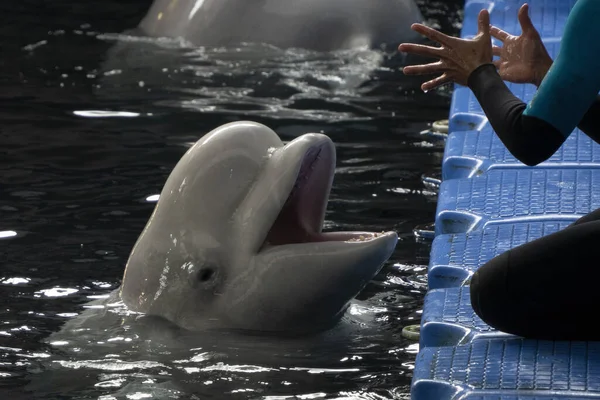 Beluga Aquário Com Treinador Detalhe Close — Fotografia de Stock