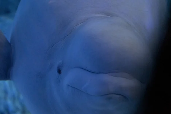 Beluga Acuario Detalle Cerca — Foto de Stock