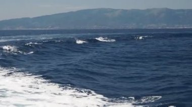 Çizgili yunus ailesi Akdeniz 'e atlayan büyük kapsül