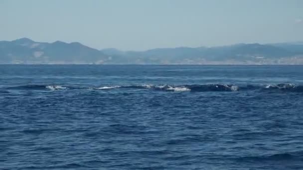 Randig Delfin Familj Stor Kapsel Hoppar Medelhavet Havet — Stockvideo