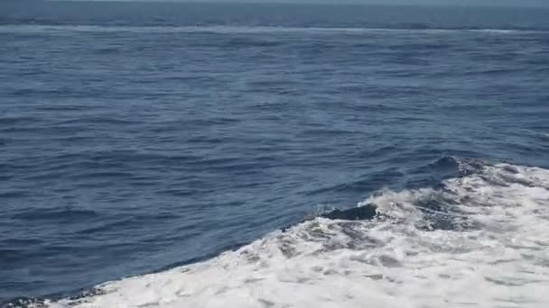 Familia Delfines Rayados Gran Vaina Saltando Mar Mediterráneo — Vídeos de Stock