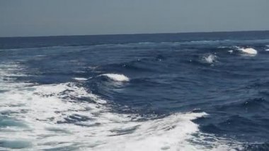 Çizgili yunus ailesi Akdeniz 'e atlayan büyük kapsül