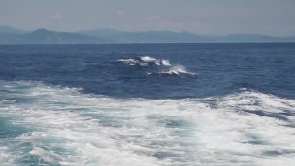 Ριγέ Δελφίνι Οικογένεια Μεγάλο Pod Άλμα Στη Μεσόγειο Θάλασσα — Αρχείο Βίντεο