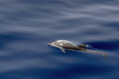 Kadife denizde atlarken çizgili yunus stenellası