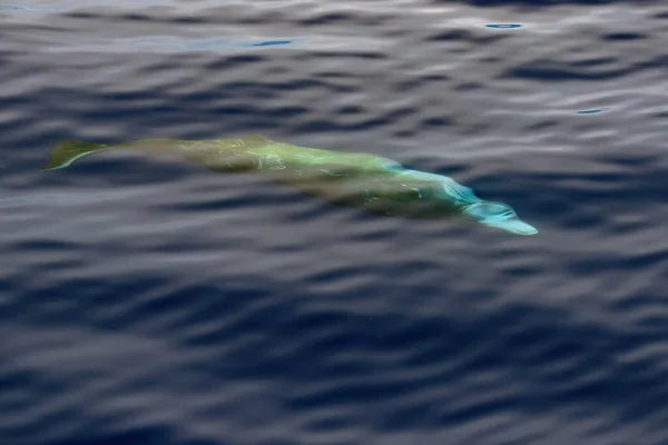 Cuvier Beaked Whale Subaquático Perto Superfície Mar Enquanto Respira — Fotografia de Stock