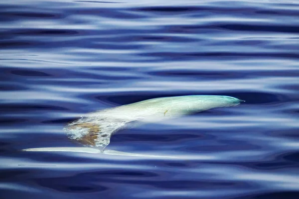 Cuvier Beaked Whale Subaquático Perto Superfície Mar Enquanto Respira — Fotografia de Stock