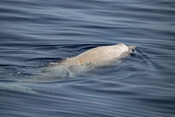 Cuvier Beaked Whale Subaquático Perto Superfície Mar Enquanto Respira — Fotografia de Stock