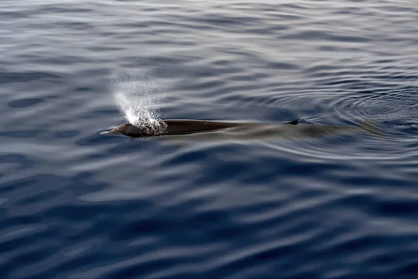 Cuvier Näbbad Val Vattnet Nära Havsytan Medan Andas — Stockfoto