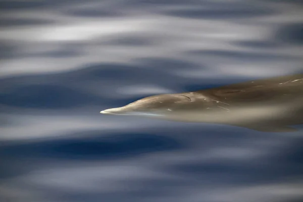 Cuvier Baleine Bec Sous Marine Près Surface Mer Respirant — Photo