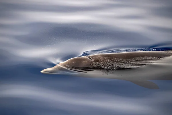 Cuvier Beaked Φάλαινα Υποβρύχια Κοντά Στην Επιφάνεια Της Θάλασσας Ενώ — Φωτογραφία Αρχείου