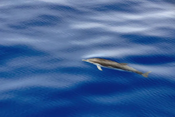 跳入天鹅绒海时的条纹海豚鼻孔 — 图库照片