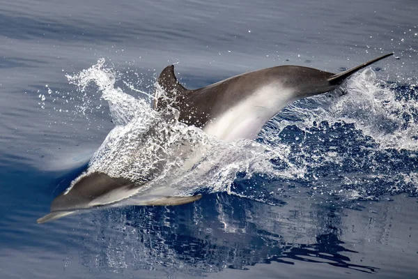 ベルベットの海でジャンプしながらイルカの狭窄 — ストック写真