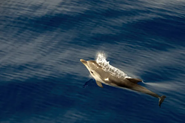 Stenella Delfino Strisce Mentre Salta Nel Mare Velluto — Foto Stock