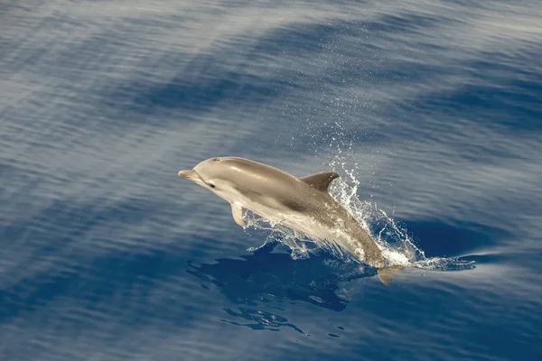 Estenella Delfín Rayado Mientras Salta Mar Terciopelo — Foto de Stock