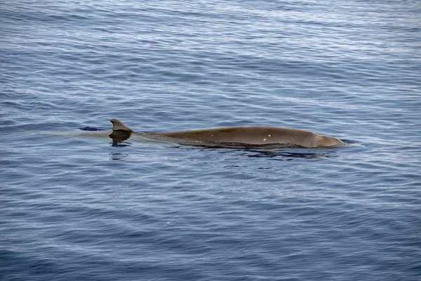 Cuvier Beaked Whale Bajo Agua Cerca Superficie Del Mar Mientras —  Fotos de Stock