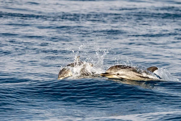 Полосатая Стенелла Дельфина Время Прыжка Бархатное Море — стоковое фото