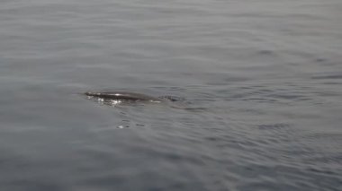 Cuvier Gagalı Balinası nefes alırken deniz yüzeyinin altında