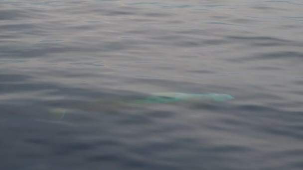 Cuvier Beaked Whale Bajo Agua Cerca Superficie Del Mar Mientras — Vídeo de stock