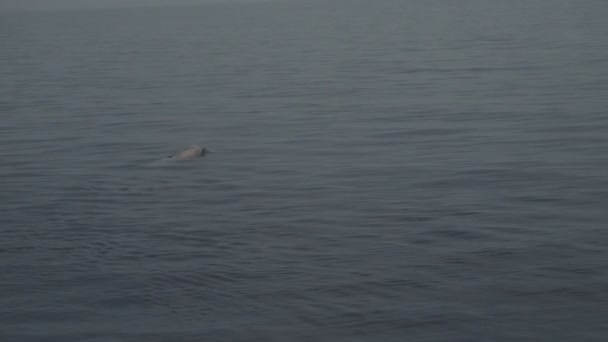 Cuvier Schnabelwal Unter Wasser Der Nähe Der Meeresoberfläche Beim Atmen — Stockvideo