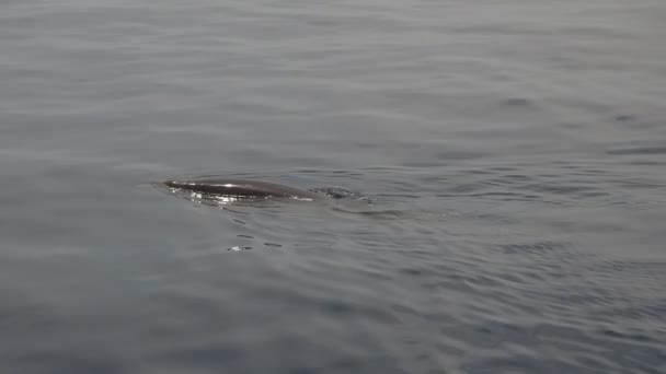 Cuvier Beaked Whale Subaquático Perto Superfície Mar Enquanto Respira — Vídeo de Stock