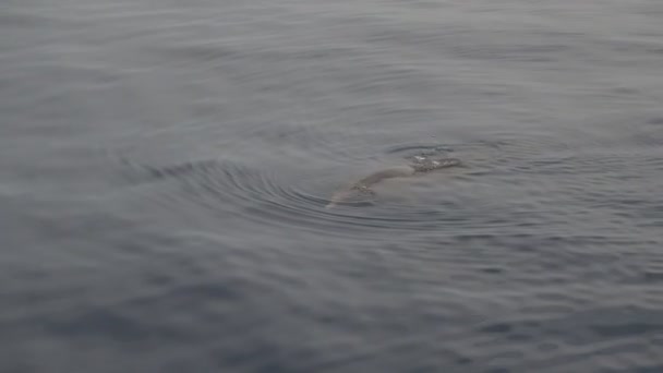 Cuvier Beaked Whale Subaquático Perto Superfície Mar Enquanto Respira — Vídeo de Stock