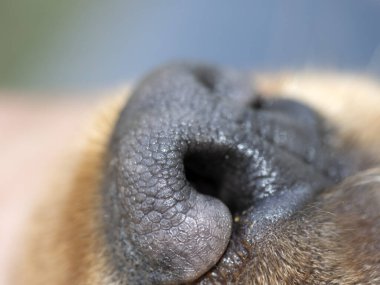 köpek siyah burnu ayrıntıları kapat makro ingiliz cocker spaniel