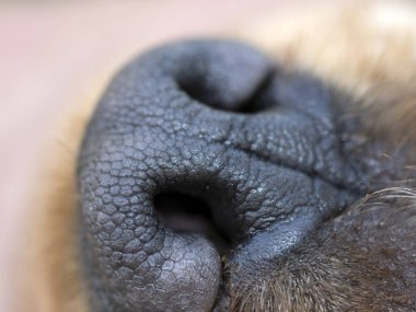 köpek siyah burnu ayrıntıları kapat makro ingiliz cocker spaniel