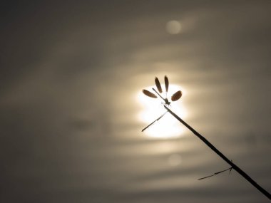 Günbatımı yusufçuğu nehirdeki makro detayı kapat.