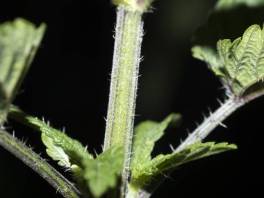 Isırgan yaprağı ayrıntısı makroyu kapat