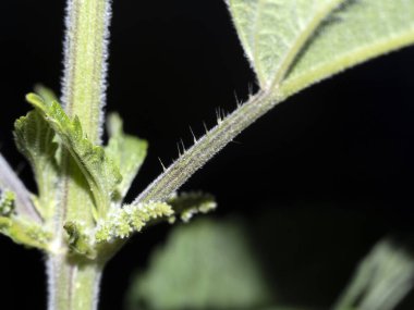 Isırgan yaprağı ayrıntısı makroyu kapat