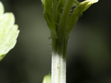 Isırgan yaprağı ayrıntısı makroyu kapat