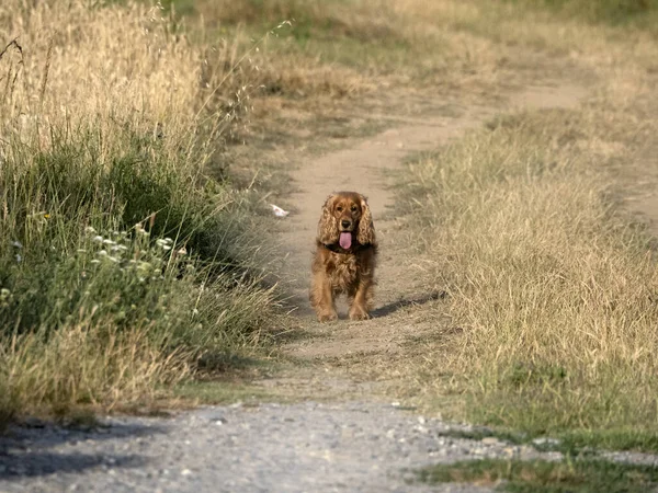 Glad Hund Cocker Spainel Kör Det Gröna Gräset Fältet — Stockfoto