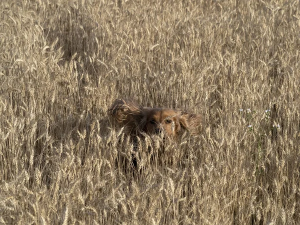 Gelukkig Hond Cocker Spainel Lopen Het Goud Volwassen Tarwe Veld — Stockfoto