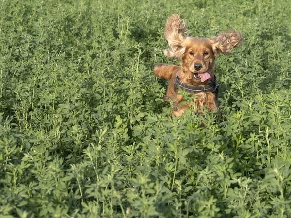 Gelukkig Hond Cocker Spainel Lopen Het Groene Gras Veld — Stockfoto