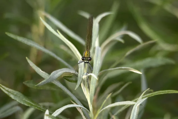 Eye Dragonfly Close Macro Detail River — Stock Photo, Image
