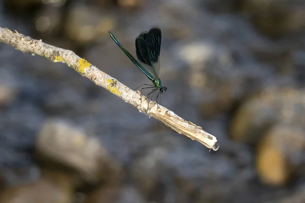Eye Dragonfly Close Macro Detail River — Stock Photo, Image